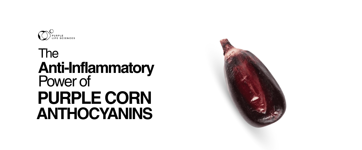 The Anti-Inflammatory Power Of Purple Corn Anthocyanins