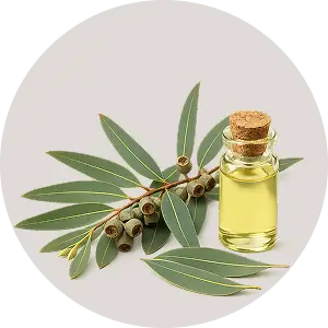 Eucalyptus oil  ( SCFE )