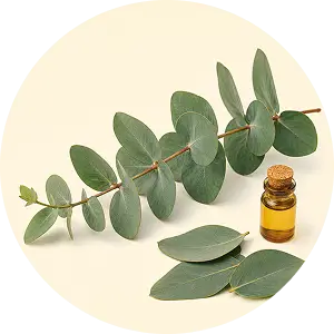 Eucalyptus Extract
