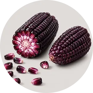 Purple Corn Anthocyanin