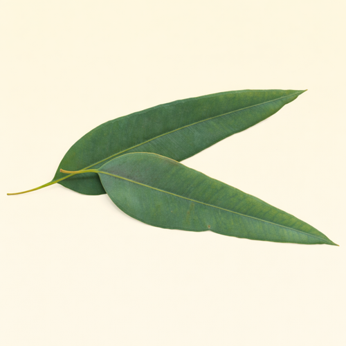 Eucalyptus