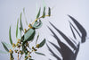 Eucalyptus CO2 Extract (Eucalyptol)